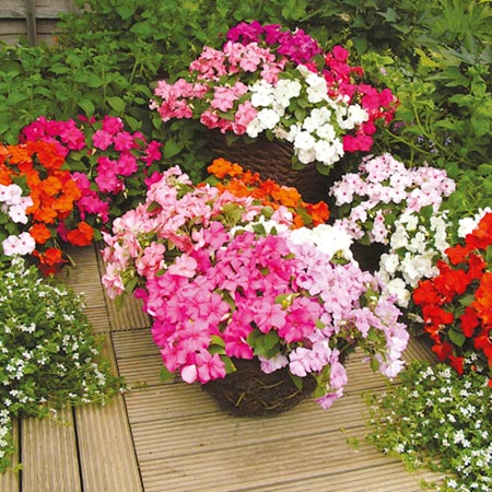 Unbranded Impatiens Expo Mixed F1 Plants Pack of 110   20