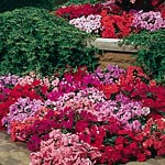 Unbranded Impatiens Expo Mixed F1 Seeds 420994.htm
