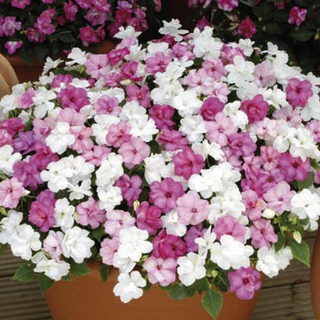 Unbranded Impatiens Fanciful Sweetheart Plants (Busy