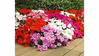 Unbranded Impatiens Plants - F1 Select Mix