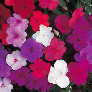 Unbranded Impatiens Sultani Super Hybrids Seeds