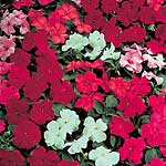 Unbranded Impatiens Super Elfin Mixed F1 Seeds 420293.htm