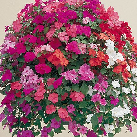 Unbranded Impatiens Super Elfin Mixed F1 Seeds Average