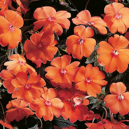 Unbranded Impatiens Tango F1 Seeds (Busy Lizzie) 10 Seeds