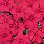 Unbranded Impatiens Tempo Cinnamon F1 Seeds 421124.htm