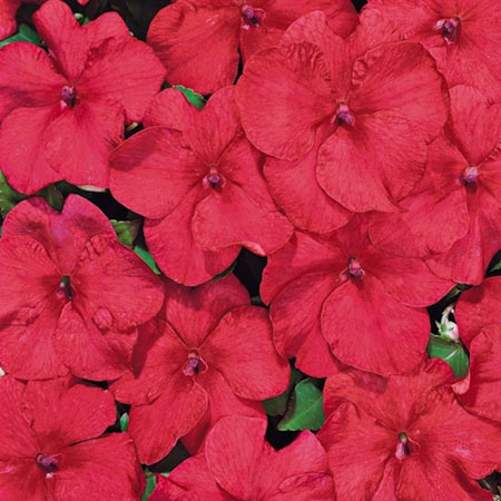 Unbranded Impatiens Tempo Cinnamon F1 Seeds (Busy Lizzie)