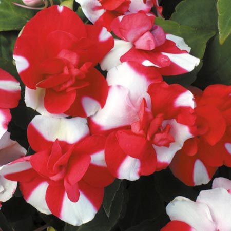 Unbranded Impatiens Tutu Red Bicolour Seeds (Busy Lizzie)