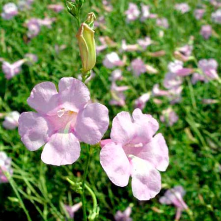 Unbranded Incarvillea Penelope Seeds Average Seeds 90