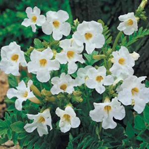 Unbranded Incarvillea Snowtop Bulb