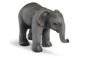 Unbranded Indian Elephant Calf