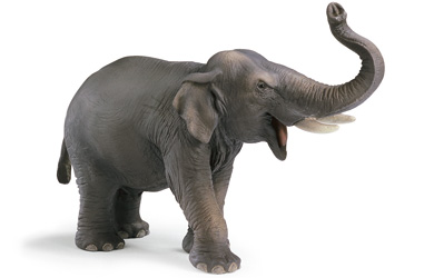 Unbranded Indian Elephant