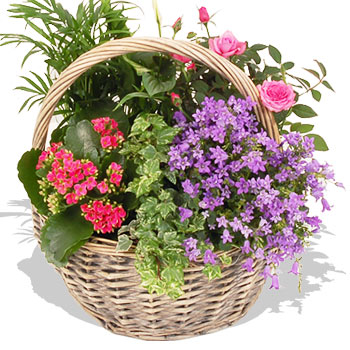 Unbranded Indoor Luxury Basket - flowers