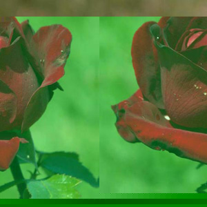 Unbranded Ingrid Bergman Hybrid Tea Rose (pre-order now)