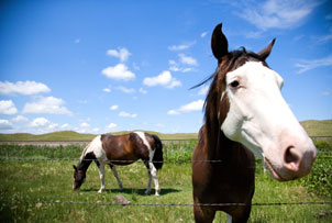 Unbranded Introduction to Riding for Two