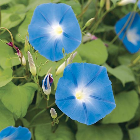 Unbranded Ipomoea Heavenly Blue Seeds Average Seeds 30