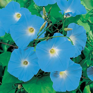 Unbranded Ipomoea Heavenly Blue Seeds