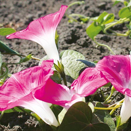 Unbranded Ipomoea Pink Parasol Seeds (Morning Glory)