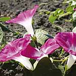 A magnificent variety that will thrive in soil that`s relatively poor  and will tolerate dry conditi