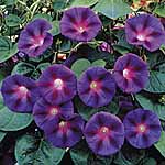 Unbranded Ipomoea Purple Haze Plants 478901.htm
