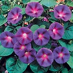 Unbranded Ipomoea Purple Haze Plants