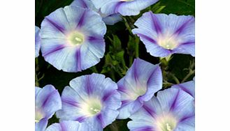Unbranded Ipomoea Seeds - Dacapo Light Blue