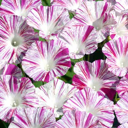 Unbranded Ipomoea Venice Pink Average Seeds 25