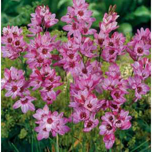 Unbranded Ixia Rose Bulbs