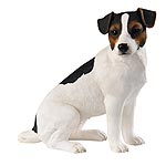 Jack Russell Terrier Sitting
