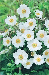 Unbranded Japanese Anemone Honorine Jobert x 5 plants