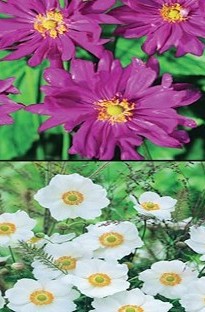 Unbranded Japanese Anemone Mixed Pack x 10 plants