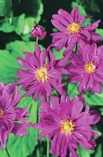 Unbranded Japanese Anemone Prince Heinrich x 1 litre pot