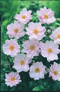 Unbranded Japanese Anemone Queen Charlotte x 5 plants