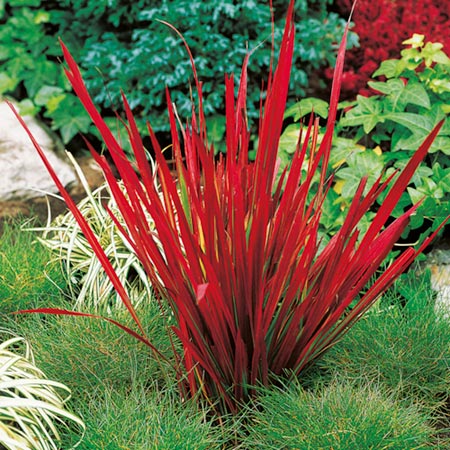 Unbranded Japanese Blood Grass Red Baron Plants Pack of 3