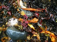 Unbranded Japanese seaweed mix, dried, 100g