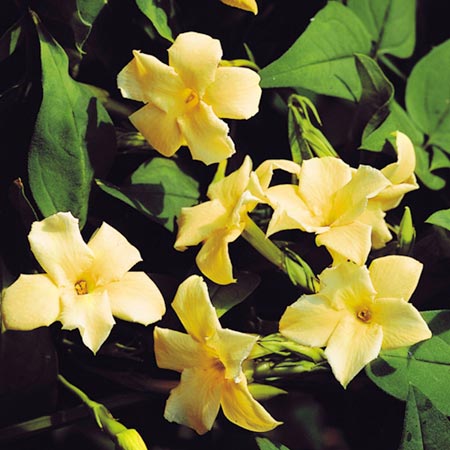 Unbranded Jasmine Clotted Cream Trellis Kit 1 Plant and