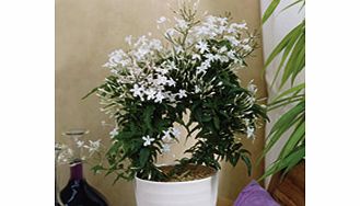 Unbranded Jasmine Plant