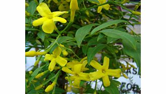 Unbranded Jasminum Plant - Humile Revolutum