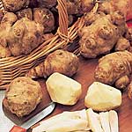 Larger and smoother tubers than the common `knobbly` variety  making them much easier to prepare! A 