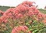 Joe Pye Weed