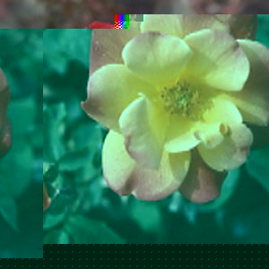 Unbranded Josephs Coat - Climbing Rose (pre-order now)