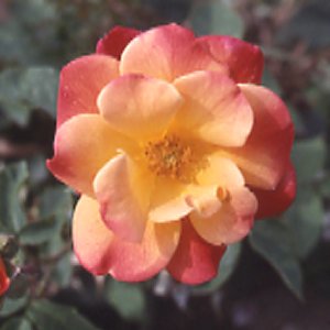 A slightly fragrant  semi-double flowered modern shrub rose with dark green foliage. Its yellow  red