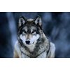 Unbranded Journeys With Wildlife - Return Of The Wolf