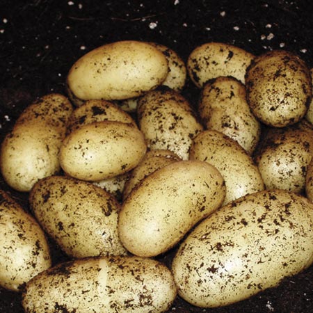 Unbranded Juliette Potatoes - 3 kg (Salad) 3 kg