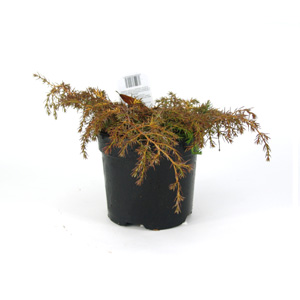 Unbranded Juniperus communis Depressa Aurea - Golden Flat