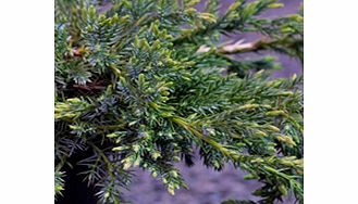 Low growing spreading branches blue grey foliage. RHS Award of Garden Merit winner. Height 40cm (16); spread 1m (3). Supplied in a 2-3 litre pot.ConiferDwarf shrubEvergreenFull sunFully hardyBUY ANY 3 AND SAVE 20.00! (Please note: Offer applies only 