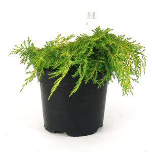 Unbranded Juniperus x media Carbery Gold - Carbery Gold