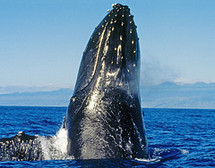 Unbranded Kaanapali Whale Watching - Adult