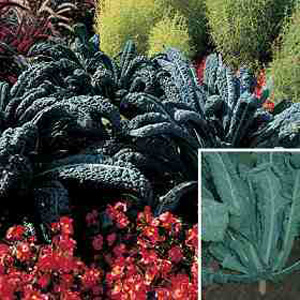Unbranded Kale Black Tuscany Seeds