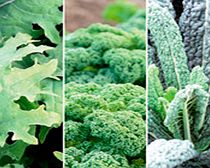 Unbranded Kale Plants - Mixed Collection