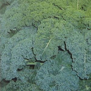 Unbranded Kale Reflex F1 Hybrid Seeds